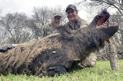 Giant Feral Pigs on The Loose in Canada – USA Gun Blog