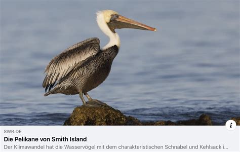 Smith Island Tours: News & Recognition – Delmarva Birding Weekends