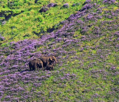 NEELAKURINJI: A RARE ROMANTIC FLOWER. – Travel To India Tour.