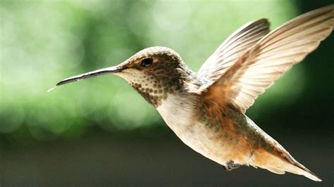 Incredible Feat of Endurance: Small Hummingbird Flies Remarkable ...