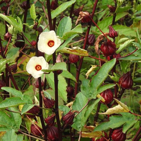 HIBISCUS 'Roselle' --Hibiscus sabdariffa-- - Local Nurseries – Lone ...