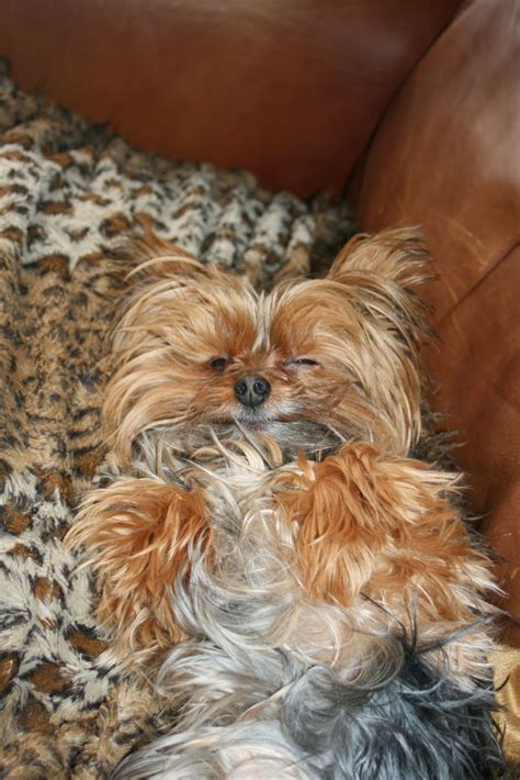 Miniature Yorkshire Terrier: Yorkie Needs a Haircut!