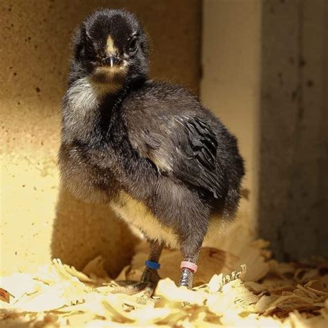 Liege Fighter: Eggs, Temperament, Size and Raising Tips