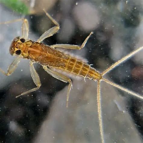 Mayfly Larvae Facts & Information Guide (Ephemeroptera) - Pond Informer