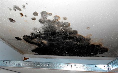 Is Basement Mold Common? Types, Removal and Prevention