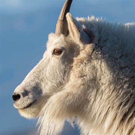 Mountain Goat Eyes | Like Nature - Premium online Taxidermy Supply