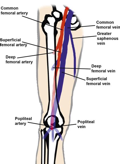 Popliteal Artery And Vein