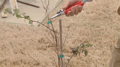 Blackberry Pruning and Fertilizing – Family Plot - YouTube