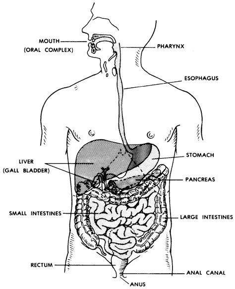 Images 06. Digestive System - Basic Human Anatomy