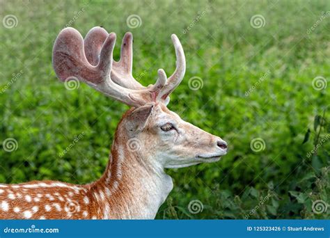 Fallow Deer Buck with Velvet Covered Antlers, Warwickshire, England. Stock Photo - Image of deer ...