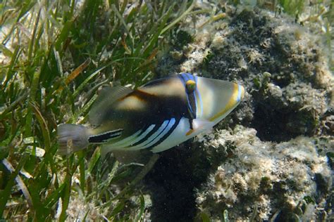 Snorkeling in Green Island | Snorkeling the Great Barrier Reef, Australia