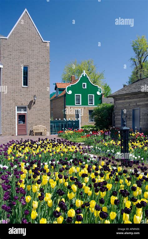 A tulip garden in the Historic Dutch Village in Pella Iowa USA Stock ...