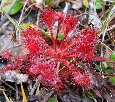 Using Georgia Native Plants: Carnivorous Plants in Okefenokee