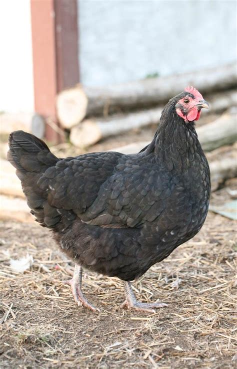 Black Australorp Chickens - Lady Lee's Home