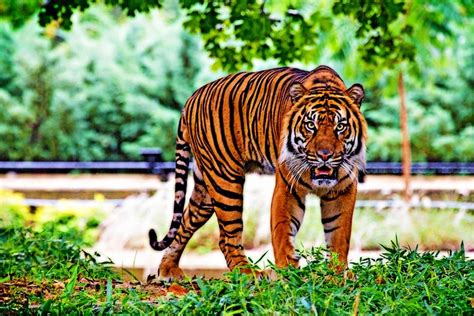 Why Bandipur Tiger Reserve is So Special Wildlife Safari Tour in India