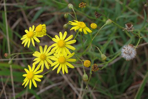 Fireweed menace spreads to Coombs | Canberra CityNews