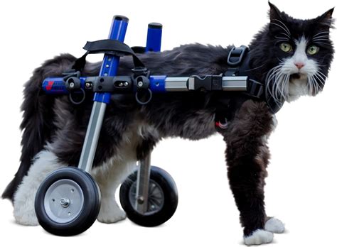 Amazon.com : Walkin' Wheels Lightweight – for Small Cats 2 to 20 Pounds – Veterinarian Approved ...