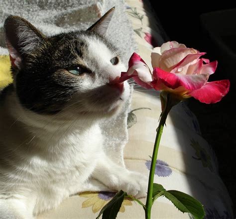 Funny cats: Cats and Roses