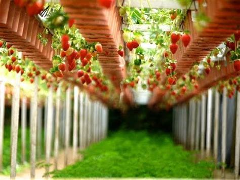 Strawberry farm in Mahabaleshwar | Mahabaleshwar garden and farms - YouTube