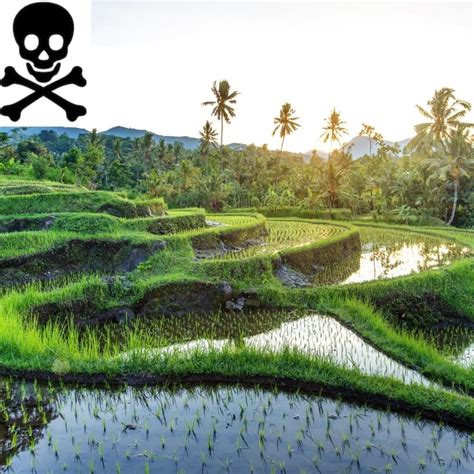 The Beautiful Rice fields of Bali – A Hidden Trap - Royal Spice Garden ...