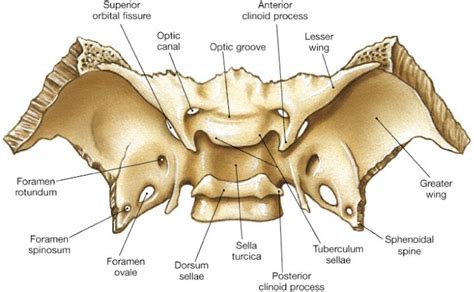 229 best images about anatomy & Physiology on Pinterest | Respiratory system, Cats and Brain anatomy