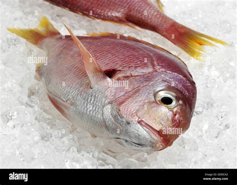 Red Sea Bream, pagellus bogaraveo, Fresh Fish on Ice Stock Photo - Alamy