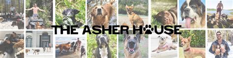 The Asher House | Creating PAW-sitive, Fur Filled Content | Patreon | Dog travel, Animals and ...