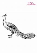 Easy Printable Peacock Coloring Pages For Kids sketch template