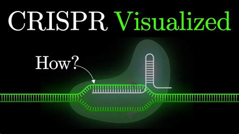 But what is CRISPR-Cas9? An animated introduction to Gene Editing. #some2 - YouTube