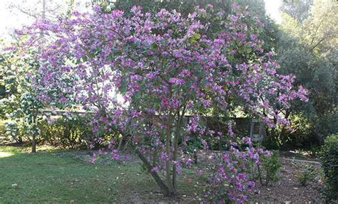 Kachnar Tree: Tree: How to Grow and Maintain, Tips