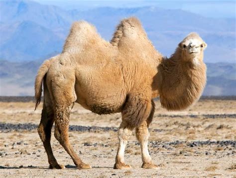 Bactrian camel and dromedary | DinoAnimals.com