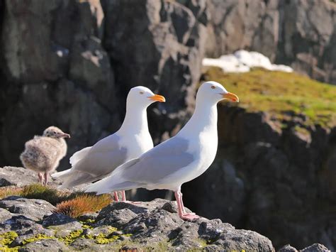 Glaucous Gull Bird Facts (Larus hyperboreus) | Birdfact