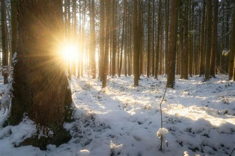 Sunset Sunlight in Forest in Winter · Free Stock Photo