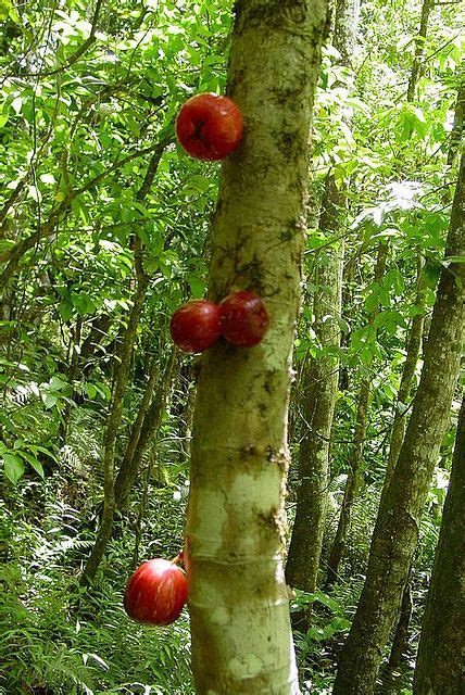 Mountain apple tree (rose apples) | Fruit garden, Fruit world, Trees to plant