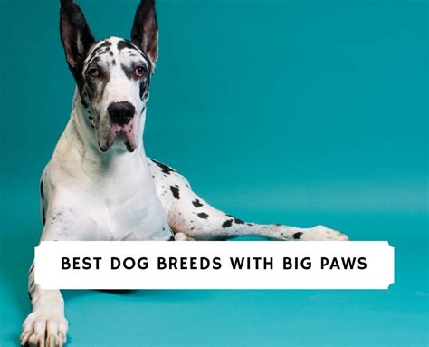 10 Best Dog Breeds With Big Paws!