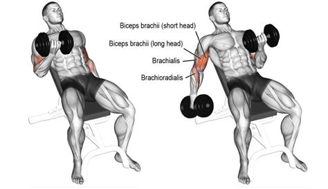 The 11 Best Bicep and Tricep Exercises for Mass | Fitness Workouts & Exercises