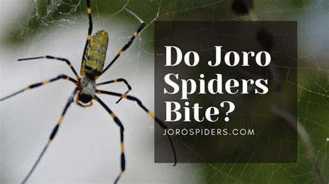 Do Joro Spiders Bite? - Joro Spiders