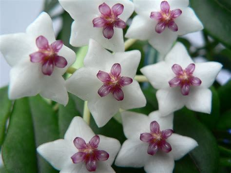 Hoya lanceolata 'subsp. bella' - Riverside Garden Centre