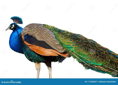 Peacock Isolated On White Background Stock Image - Image of displaying, full: 117302037