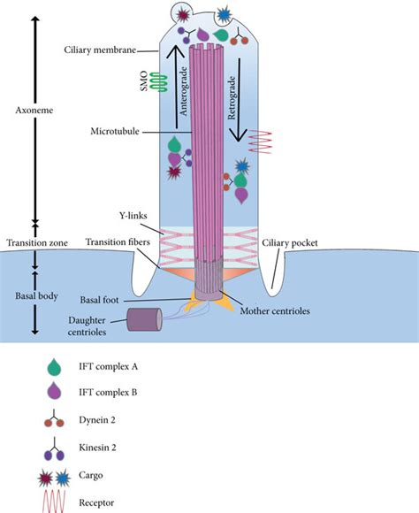 The structure of primary cilium. The cilium structure mostly contains ...