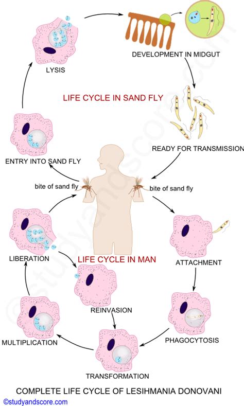 Leishmania: General Characters, Distribution and Life Cycle | Study&Score