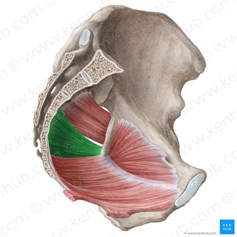 Muscles of the pelvic floor: Anatomy and function | Kenhub