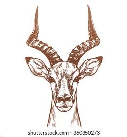 Antelope Head Sketch Hand Drawn Illustration Stock Vector (Royalty Free) 360350273 | Shutterstock