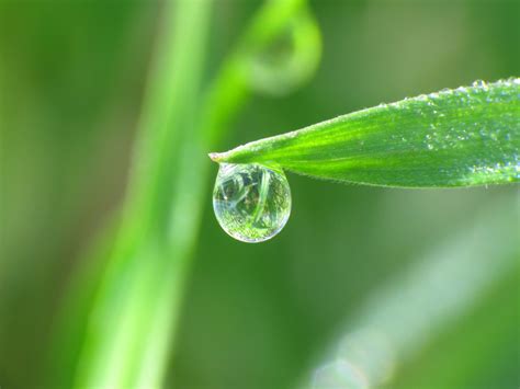 Green leaf with water droplets, grass, water drops, macro, plants HD ...