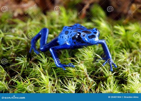 Blue Poison Dart Frog stock photo. Image of nature, poison - 20407404