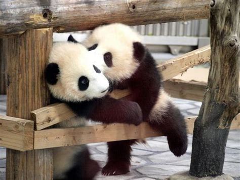 -Just be spLendid- | Panda love, Animals kissing, Panda