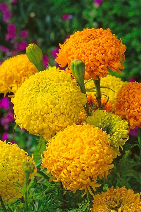 Mexican marigold "Fantastic" - variety mix; Aztec marigold - 108 seeds – Garden Seeds Market ...