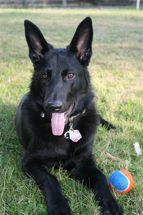 Black German Shepherd - 5 1/2 months old | German Shepherd/Belgian/Swiss Shep | Pinterest ...