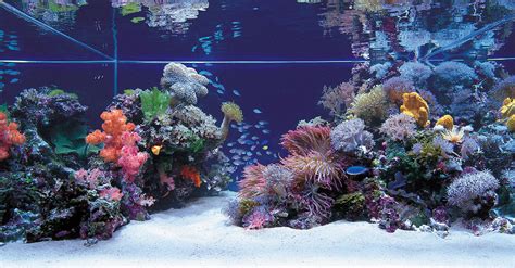 your pets online: #1 Way For Your Saltwater Aquarium Setup – Choosing A ...