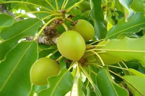 The Shea Tree – The Wonder Tree | Blog.Nurserylive.com | gardening in india